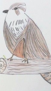 falcon