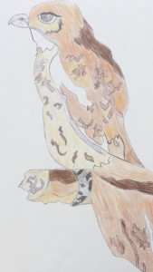 hawk