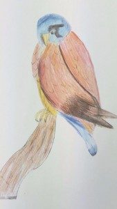 kestrel